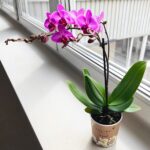 Storczyk 1 pędowy różowy fioletowy / Phalaenopsis - obrazek 2