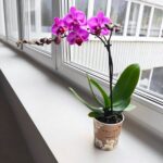 Storczyk 1 pędowy różowy fioletowy / Phalaenopsis - obrazek 7