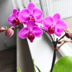 Storczyk 1 pędowy różowy fioletowy / Phalaenopsis - obrazek 6