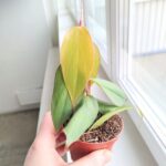 Filodendron / Philodendron burle marx Fantasy - obrazek 5