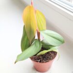 Filodendron / Philodendron burle marx Fantasy