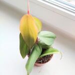 Filodendron / Philodendron burle marx Fantasy - obrazek 3