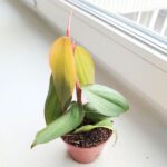 Filodendron / Philodendron burle marx Fantasy - obrazek 2