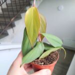 Filodendron / Philodendron burle marx Fantasy - obrazek 8