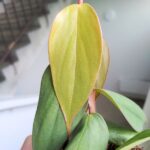 Filodendron / Philodendron burle marx Fantasy - obrazek 7