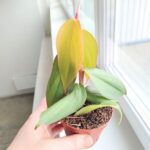 Filodendron / Philodendron burle marx Fantasy - obrazek 6
