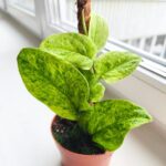 Rhaphidophora korthalsii marble aurea - obrazek 2