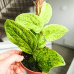 Rhaphidophora korthalsii marble aurea