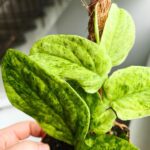 Rhaphidophora korthalsii marble aurea - obrazek 6