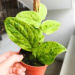 Rhaphidophora korthalsii marble aurea - obrazek 5