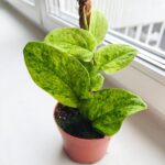 Rhaphidophora korthalsii marble aurea - obrazek 4