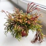 Rhipsalis clavata - obrazek 6