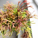 Rhipsalis clavata - obrazek 5