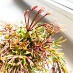 Rhipsalis clavata - obrazek 4