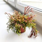 Rhipsalis clavata - obrazek 3