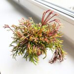 Rhipsalis clavata - obrazek 2
