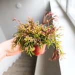 Rhipsalis clavata - obrazek 8