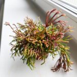 Rhipsalis clavata - obrazek 9