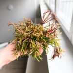 Rhipsalis clavata - obrazek 7