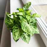 Syngonium Arrow - Zroślicha - obrazek 18