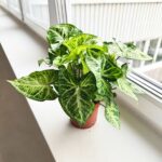 Syngonium Arrow - Zroślicha - obrazek 17