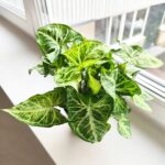 Syngonium Arrow - Zroślicha - obrazek 16