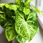 Syngonium Arrow - Zroślicha - obrazek 21