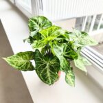 Syngonium Arrow - Zroślicha - obrazek 15