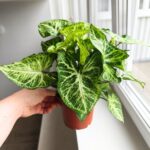 Syngonium Arrow - Zroślicha - obrazek 20