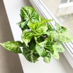 Syngonium Arrow - Zroślicha - obrazek 19