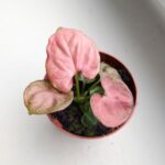 Syngonium Orm Nak - obrazek 2