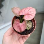 Syngonium Orm Nak - obrazek 8