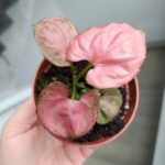 Syngonium Orm Nak - obrazek 7