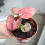 Syngonium Orm Nak - obrazek 6