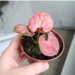 Syngonium Orm Nak - obrazek 5