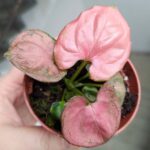 Syngonium Orm Nak