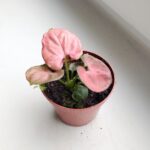 Syngonium Orm Nak - obrazek 3