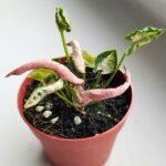 Syngonium Godzilla Pink - obrazek 3