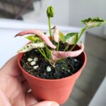 Syngonium Godzilla Pink - obrazek 2