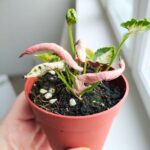 Syngonium Godzilla Pink - obrazek 8