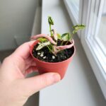 Syngonium Godzilla Pink - obrazek 9