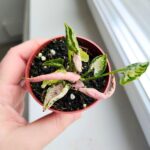 Syngonium Godzilla Pink - obrazek 10