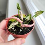 Syngonium Godzilla Pink - obrazek 7