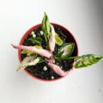 Syngonium Godzilla Pink - obrazek 6