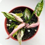 Syngonium Godzilla Pink