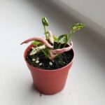 Syngonium Godzilla Pink - obrazek 4