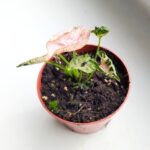Syngonium Pink Rolli - obrazek 2