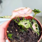 Syngonium Pink Rolli - obrazek 5