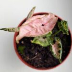 Syngonium Pink Rolli