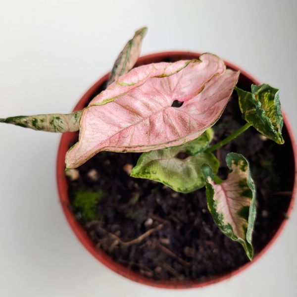 syngonium pink rolli (11) Syngonium Pink Rolli - obrazek 1
